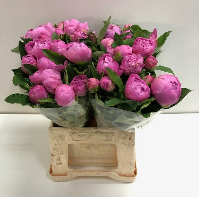 Paeonia monsieur jules elie.jpg